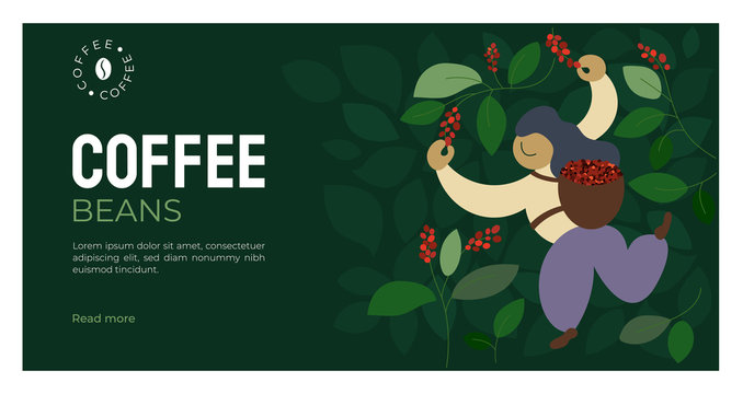 Vector illustration of picker is harvesting ripe red berries of coffee from branches of trees. Coffee beans template for farmer, roasters company. Design for banner, web, layout, prints, online store.