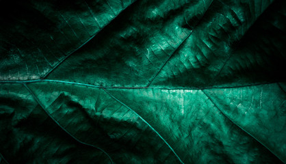 leaf and plants surface texture background