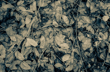 leaf and plants surface texture background
