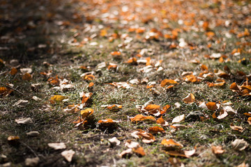 fallen yellow and orange autumn leaves on green grass on the ground. Autumn horizontal background with dried leaves in the sunlight