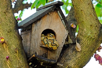 Reticulated Python (Python reticulatus) in bird nest eating baby birds.