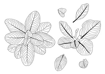 Leaves line single leaf and leaf pattern black Bring to color decorate on white background illustration  vector