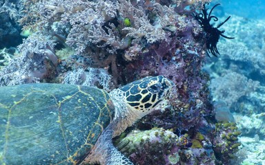 Fototapeta premium 123