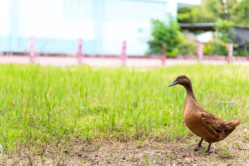 Khaki Campbell Duck Walking On Green Grass
