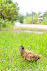 Khaki Campbell Duck Walking On Green Grass