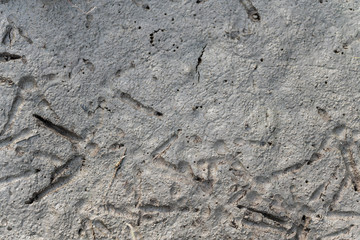 Footprints of chickens and birds on the mud floor