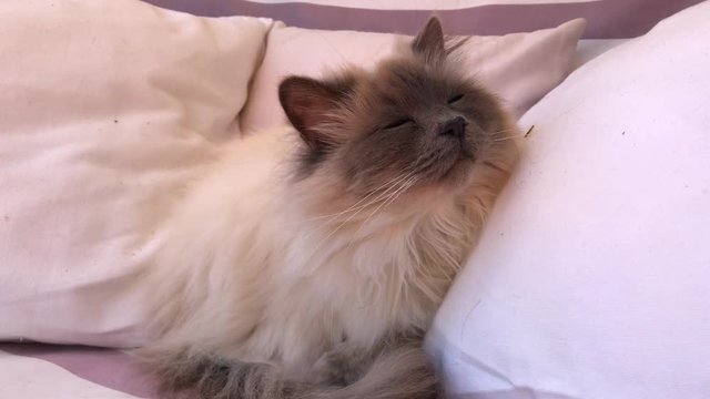 Cute sleepy white Birman cat sitting in between pillows with closed eyes