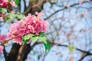 Pink flower Chompoo Pantip blossom in Thailand  , Thai sakura with sweet background , Background