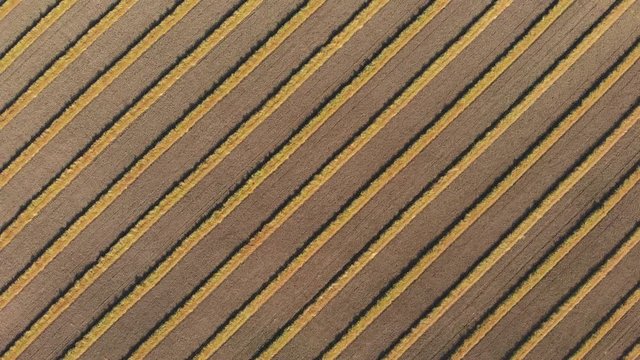 Drone video over a mature fall canola field that has been swathed into windrows and is ready for harvesting.  Drone is looking straight down on diagonal rows and flying at height above large field.