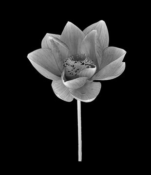white lotus flower on black background