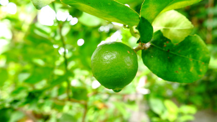 green lime on nature background, green lime organic in the home garden
