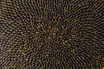 Ripe sunflower on a white background