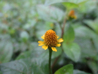 yellow flower, wild flower, Grass flower.
