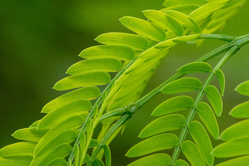 Obraz premium Green leaves