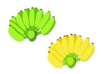 Green and Yellow Banana on white background  illustration vector 