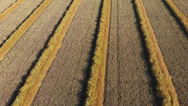 Drone video over a mature fall canola field that has been swathed into windrows and is ready for harvesting.  Drone is flying quickly close to crops and parallel to the rows.