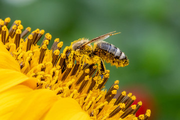 Honey bee
