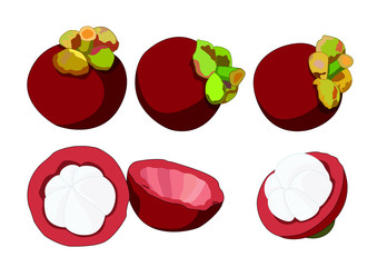 Mangosteen balls and Mangosteen half ball To eat Beautiful color on white background  illustration vector
