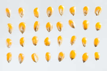 Dry corn seeds isolated on gray background