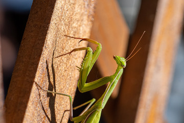 Mantis