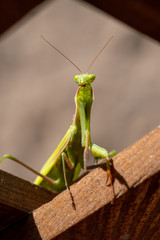 Mantis