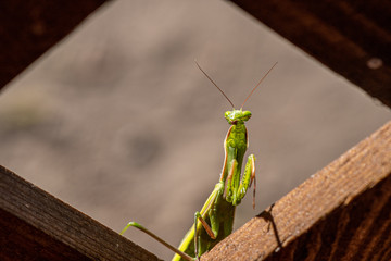 Mantis