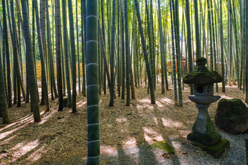 鎌倉 報国寺 竹林
