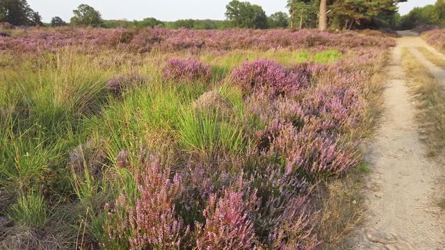 Slow shot and walking in purple blossoming heathland, National Park De Meinweg, Netherlands - 4k60p