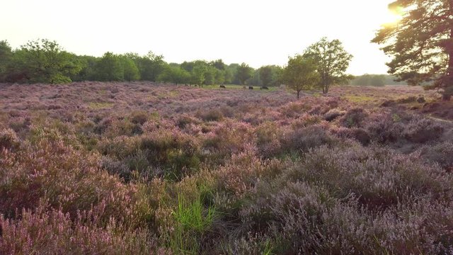 Slow shot and walking in purple blossoming heathland, National Park De Meinweg, Netherlands - 4k60p