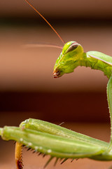 Mantis