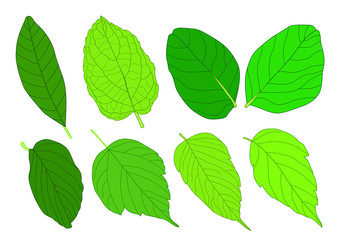 Green Leaves fresh abstract isolated on white background illustration vector