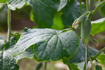 Growing Cucumbers