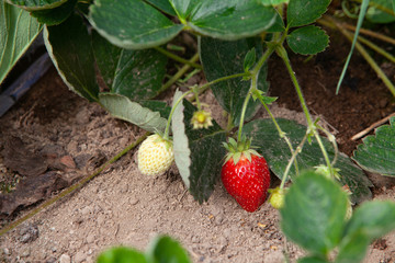 Growing strawberries