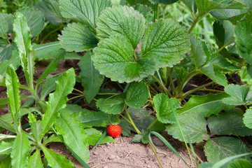 Growing strawberries