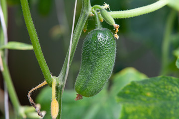 Growing Cucumbers