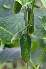 Growing Cucumbers