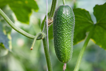 Growing Cucumbers
