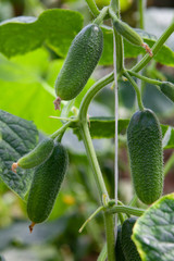 Growing Cucumbers