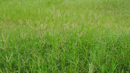  Water droplets in the meadow - Olympus OMD EM10 Mark II