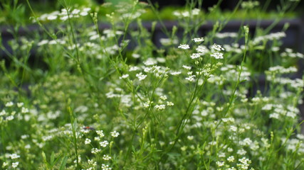 Flowers in the meadow - Olympus OMD EM10 Mark II
