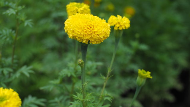 Marigold in the garden - Olympus OMD EM10 Mark II