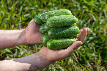 Naklejka na ściany i meble cucumbers in human hands