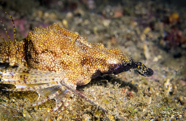 Seamoth or called litter dragonfish. Seamoth has fins that can walk across the sea bottom where it live. Taken at Nodi, Lembeh in Indonesia.