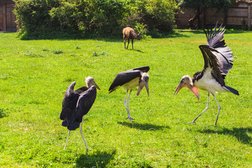 African birds. Stork Marabou in the summertime