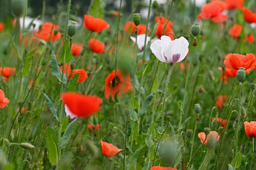 Fototapeta premium White poppy flower among red flowers in the field.