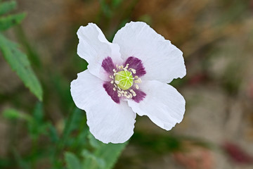 Obraz premium Poppy flower in macro detail.