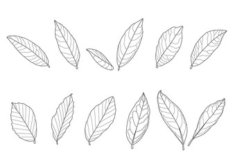 Obraz premium Leaves line single leaf and leaf pattern black Bring to color decorate on white background illustration vector