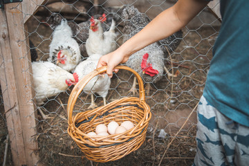 chickens looking at a basket of eggs