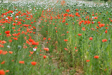 White and red flowers on poppy field and path.