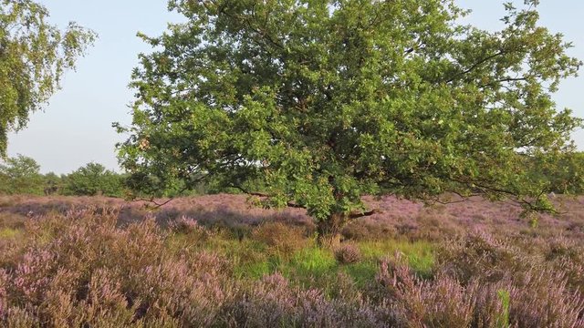 Slow shot and walking in purple blossoming heathland, National Park De Meinweg, Netherlands - 4k60p